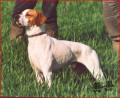 Pedigree MUTINENSIS RAVEL Pedigree MUTINENSIS RAVEL